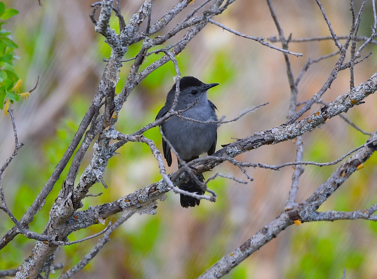 Gray Catbird - ML620265919