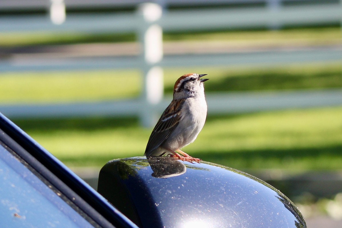 Chipping Sparrow - ML620265920