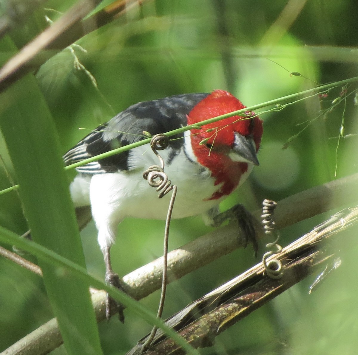 Red-cowled Cardinal - ML620265921