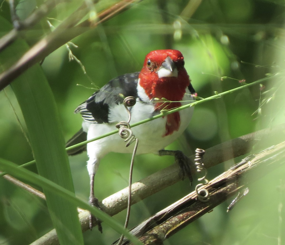 Red-cowled Cardinal - ML620265922