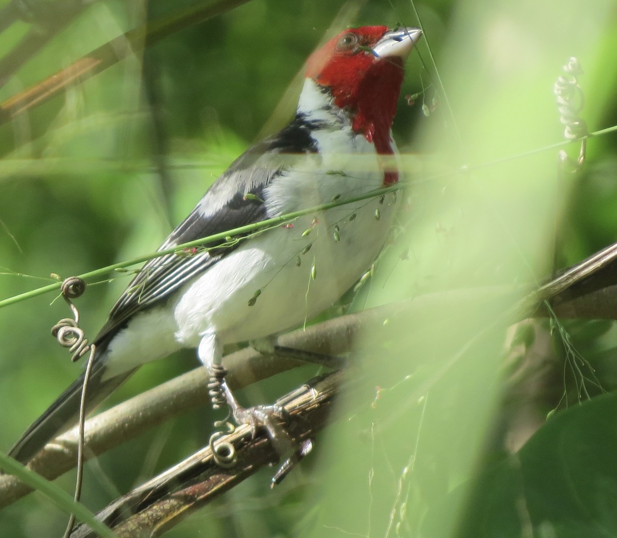 Red-cowled Cardinal - ML620265923