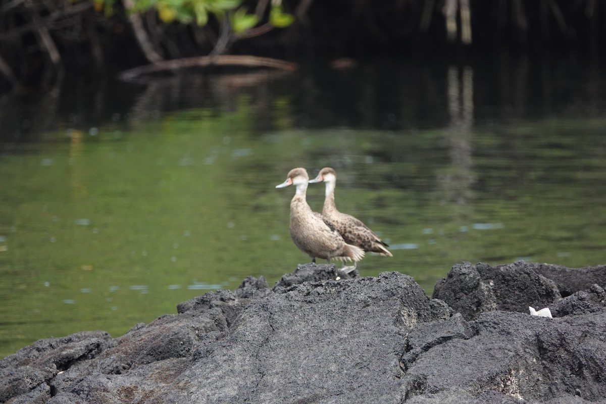 White-cheeked Pintail - ML620265926