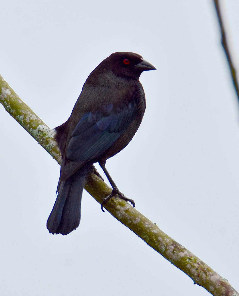 Shiny Cowbird - ML620265928