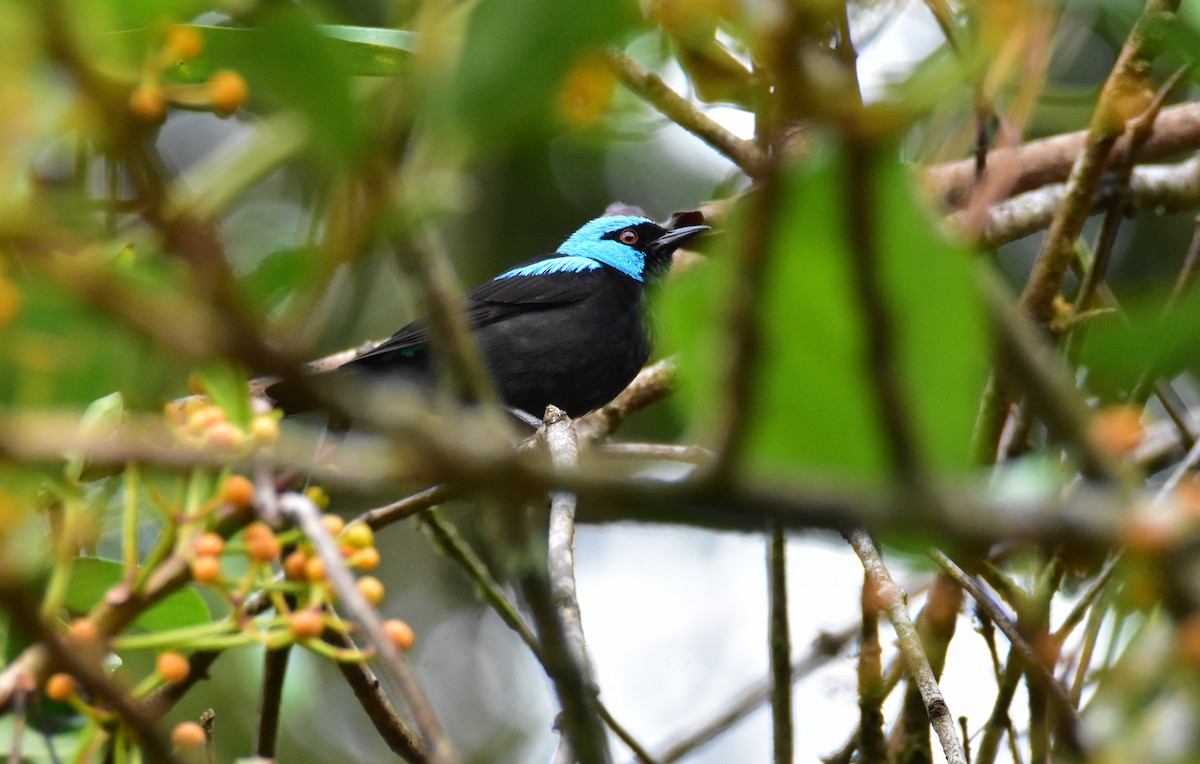 Dacnis à cuisses rouges - ML620265930