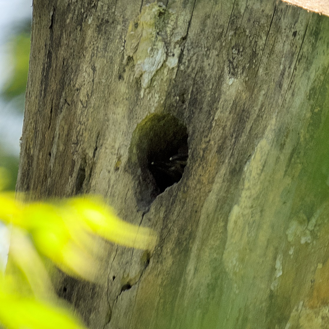 ML620265935 - Northern Flicker - Macaulay Library