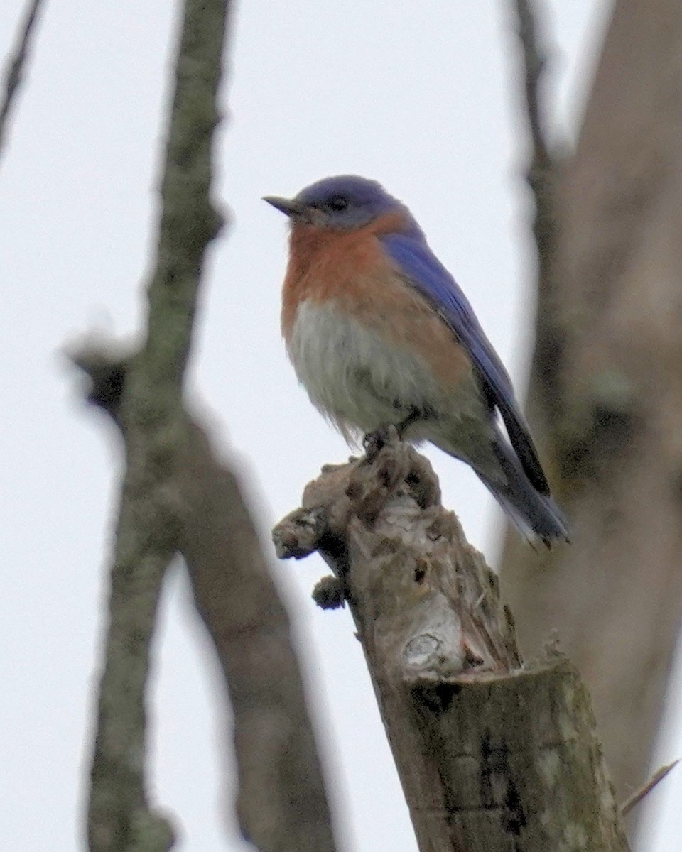 Eastern Bluebird - ML620265938