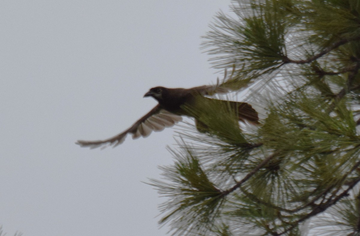 Brown Jay - ML620265956