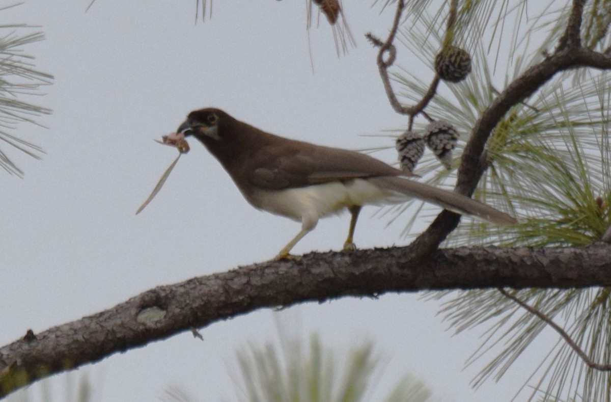 Brown Jay - ML620265958