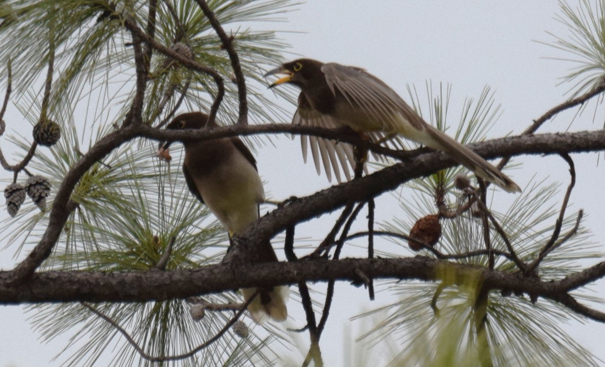 Brown Jay - ML620265959