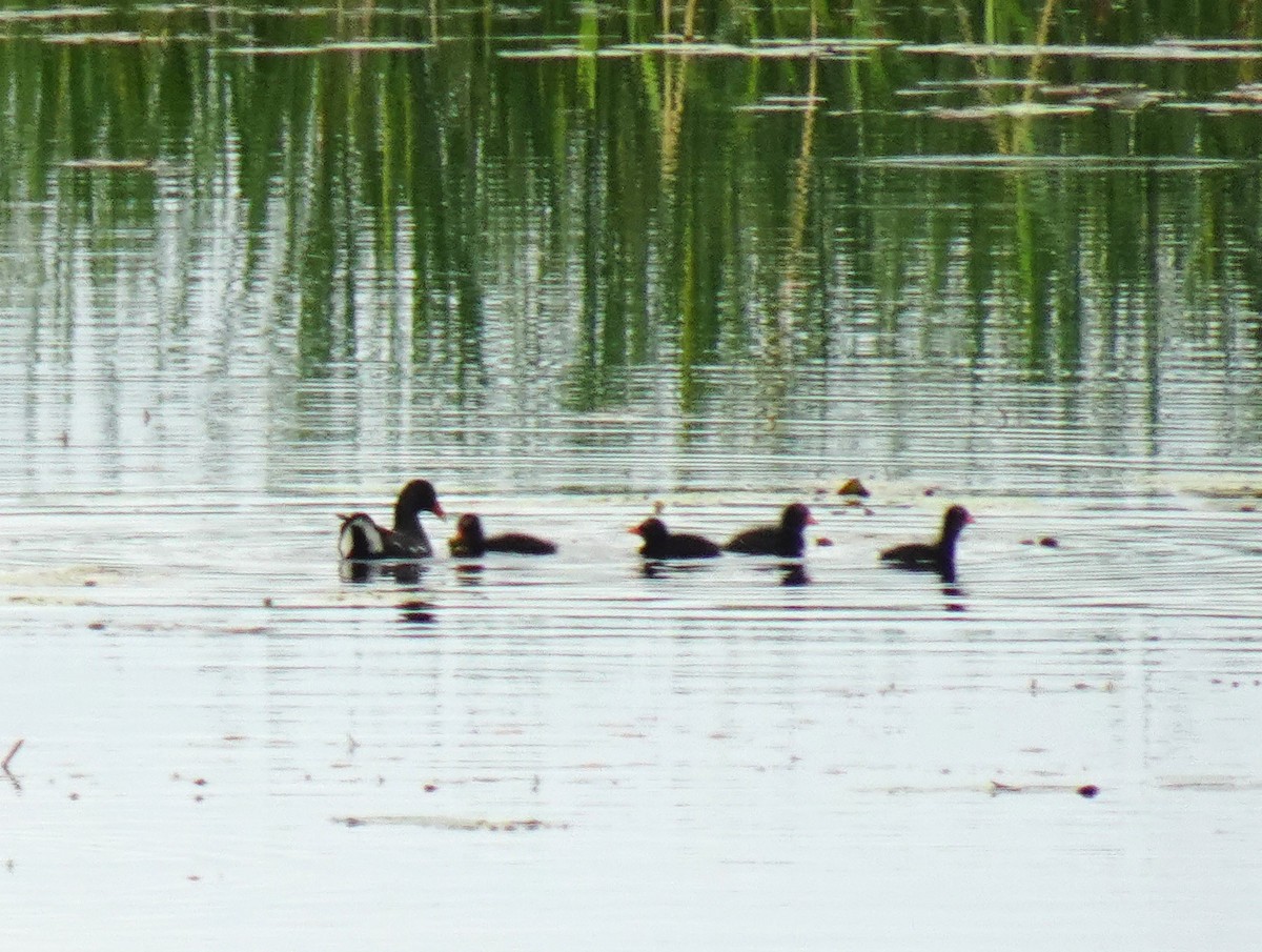 Common Gallinule - ML620265962