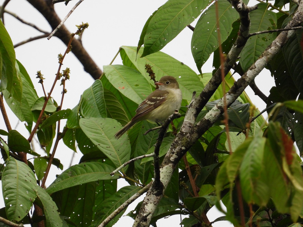 Small-billed Elaenia - ML620265969