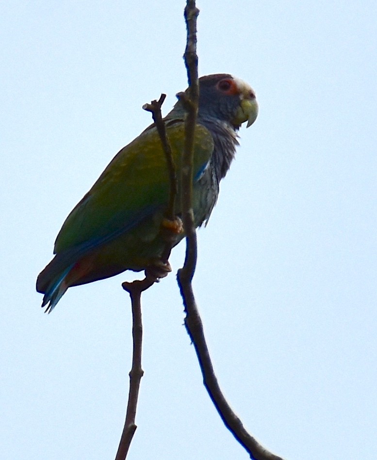 White-crowned Parrot - ML620265970