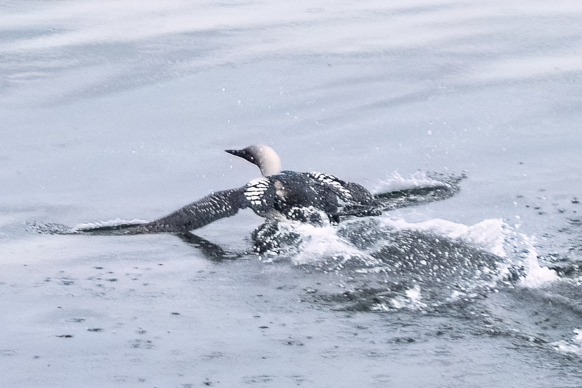 Pacific Loon - Shori Velles