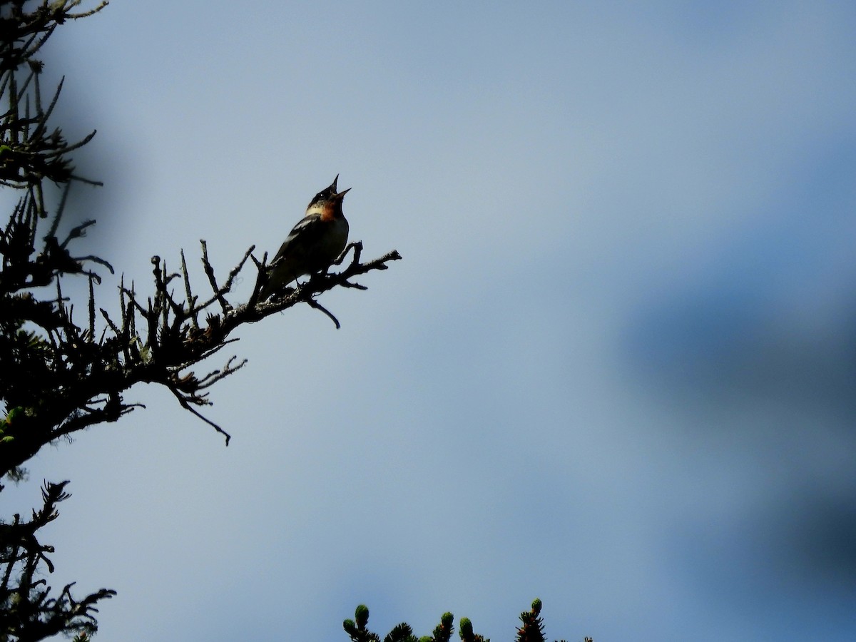 Bay-breasted Warbler - ML620265976