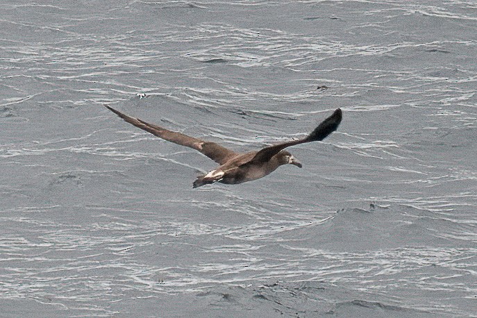 albatros černonohý - ML620265981