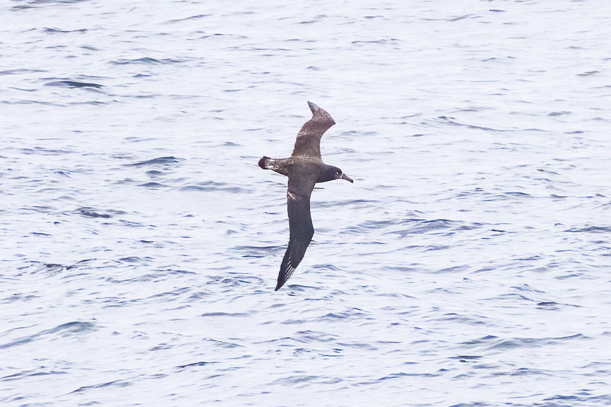 Black-footed Albatross - ML620265982