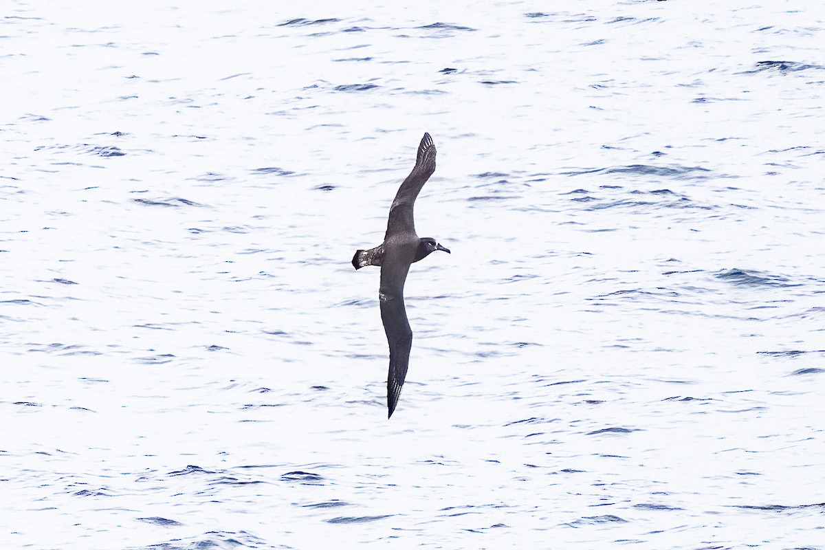 Black-footed Albatross - ML620265983