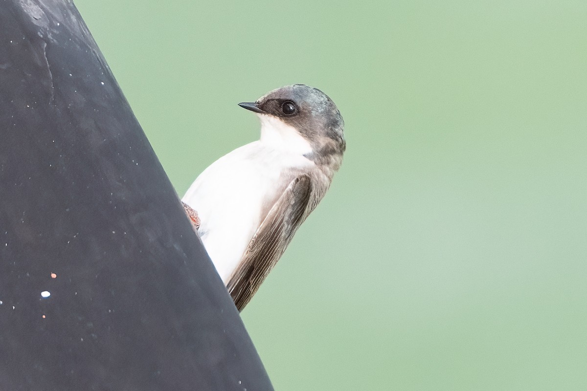 Tree Swallow - ML620265992