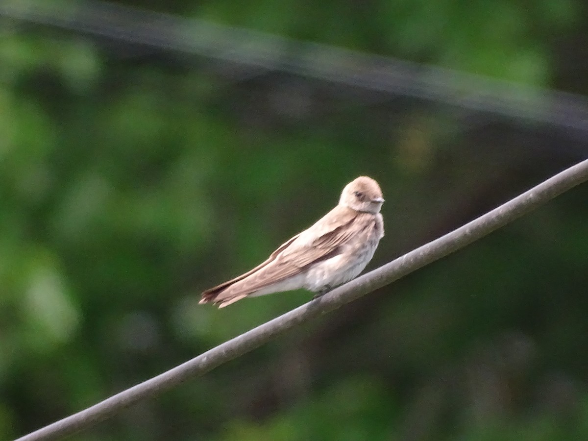 Northern Rough-winged Swallow - ML620265996