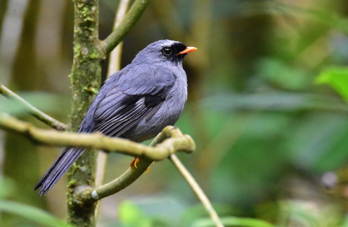 Black-faced Solitaire - ML620265999
