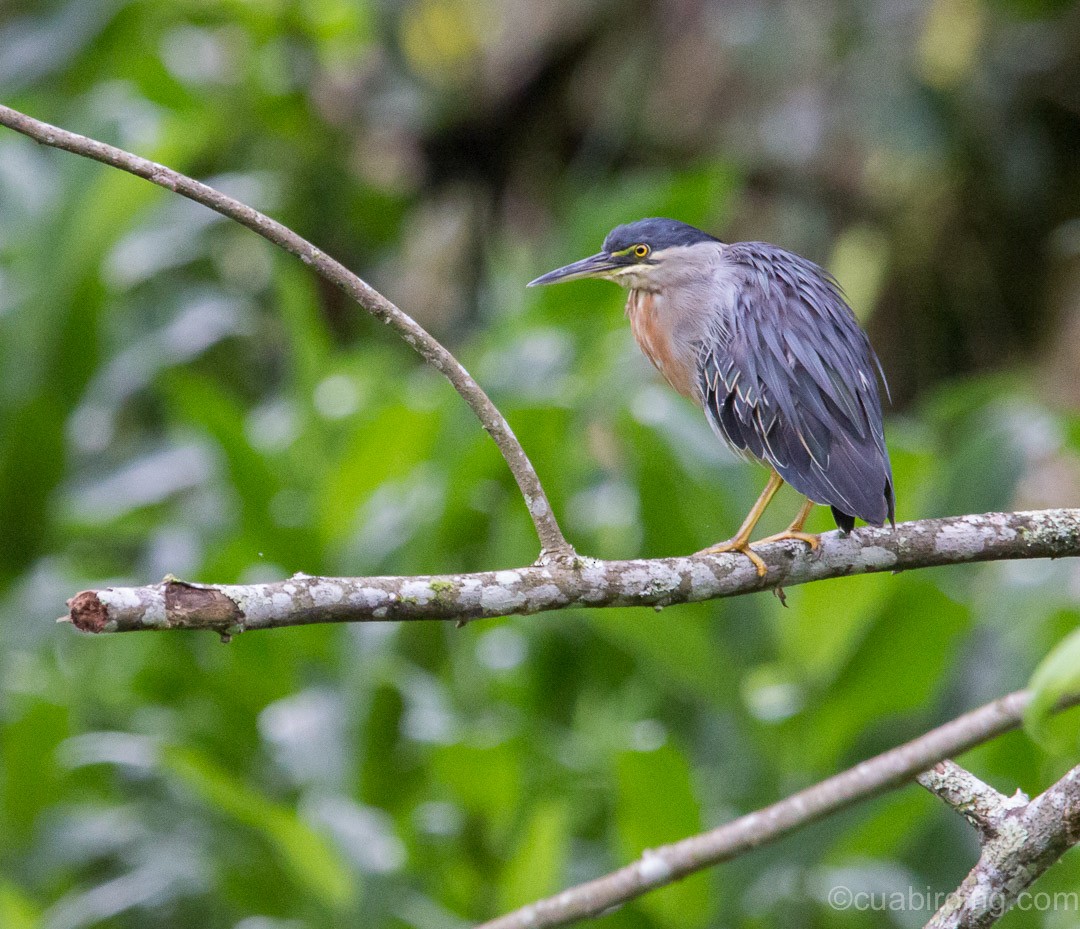 Striated Heron - Iván Mota