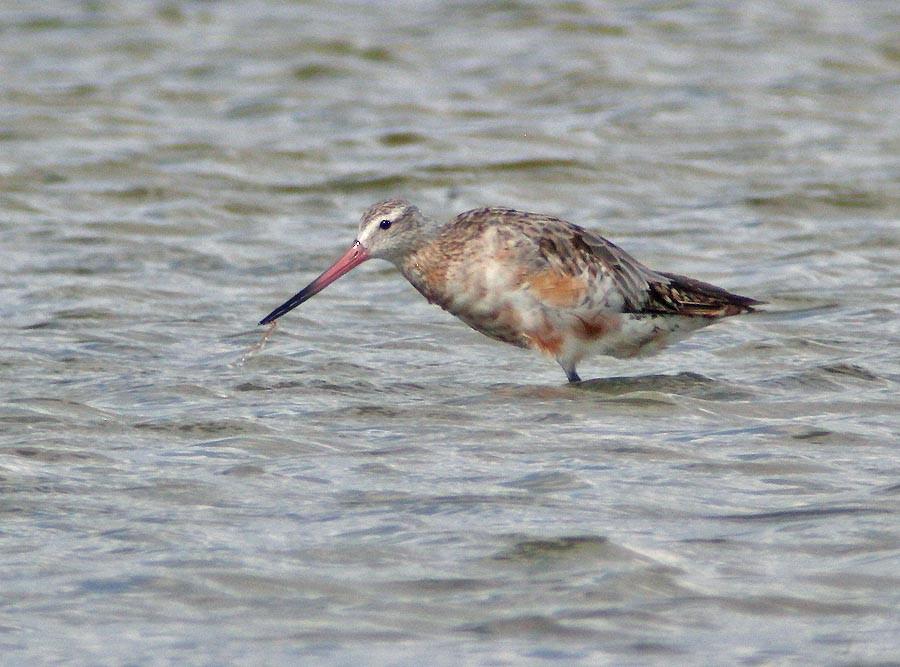 Bar-tailed Godwit - Martin Reid