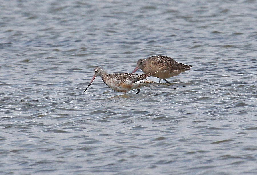 Bar-tailed Godwit - ML620266019