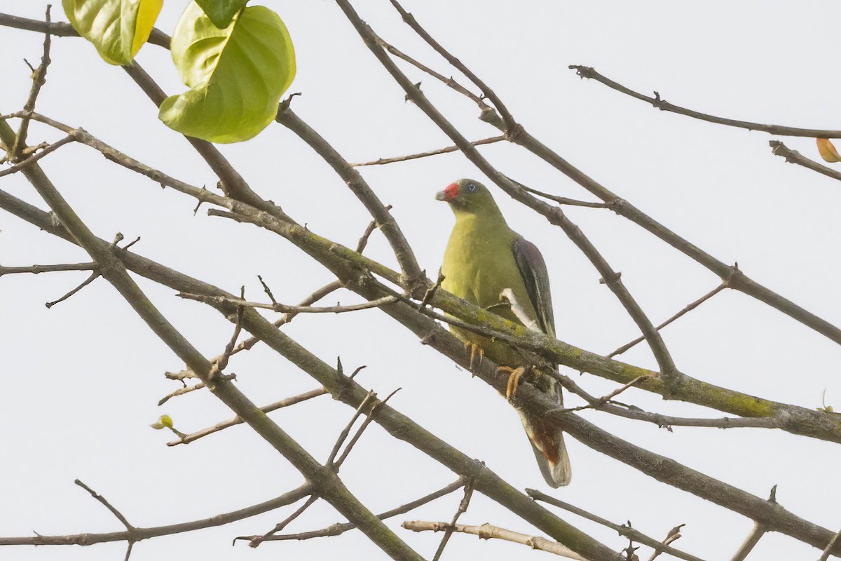 African Green-Pigeon (African) - ML620266023