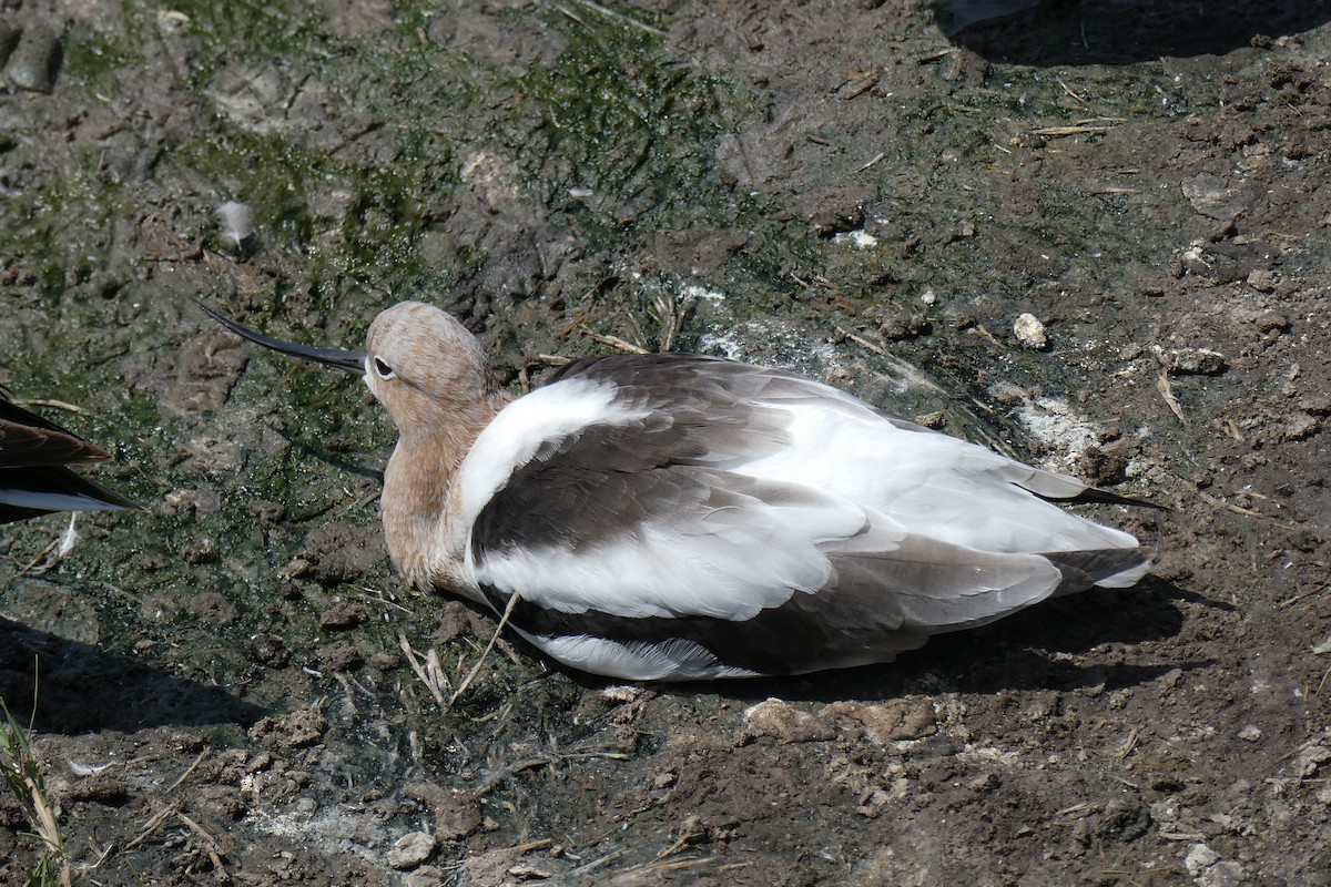 Avocette d'Amérique - ML620266028