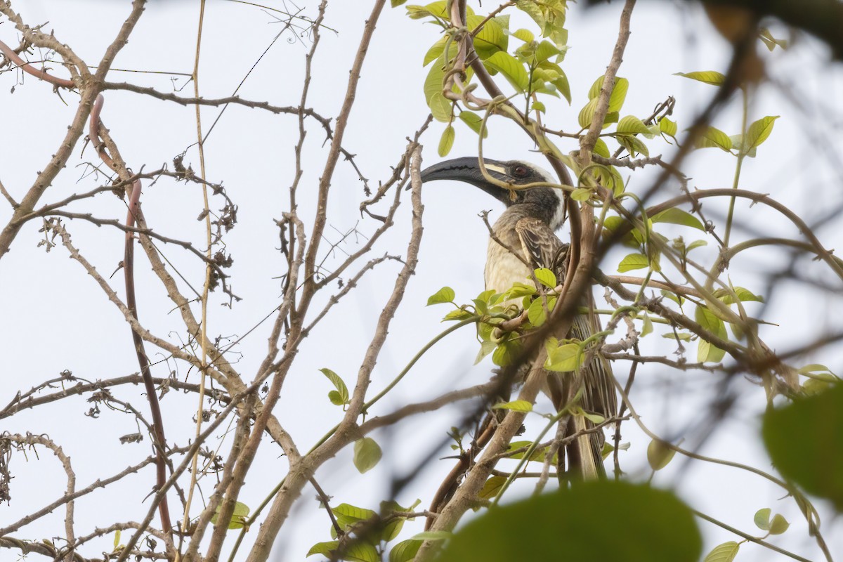 African Gray Hornbill - ML620266030