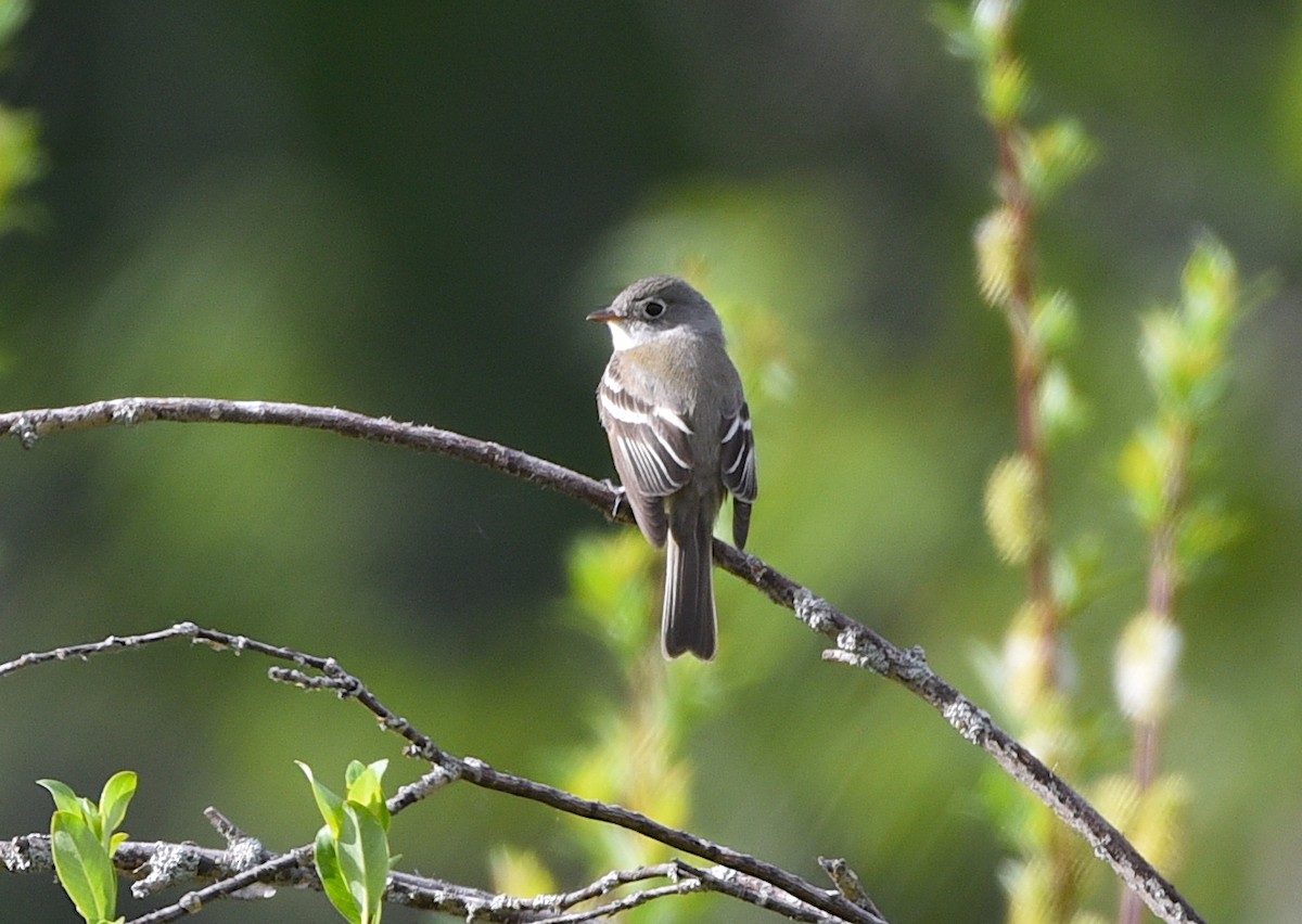 Least Flycatcher - ML620266033