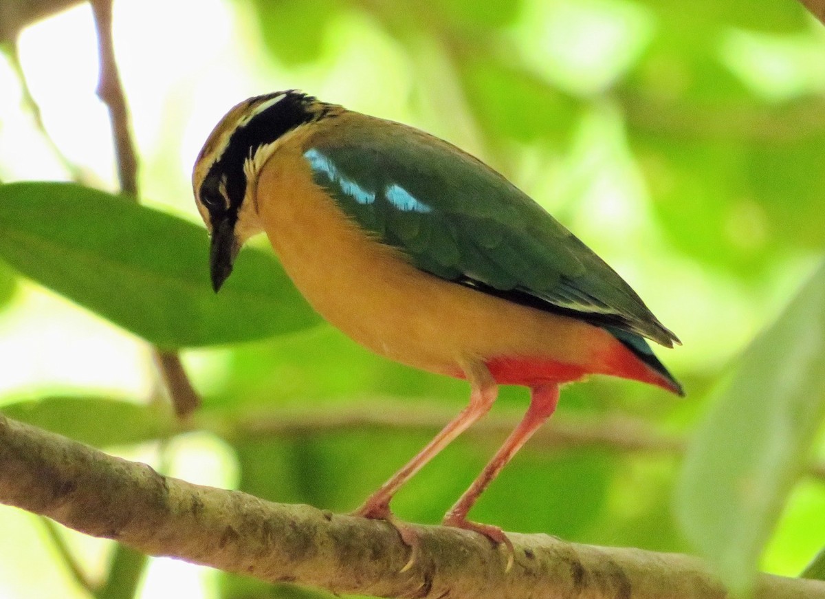 Indian Pitta - ML620266036