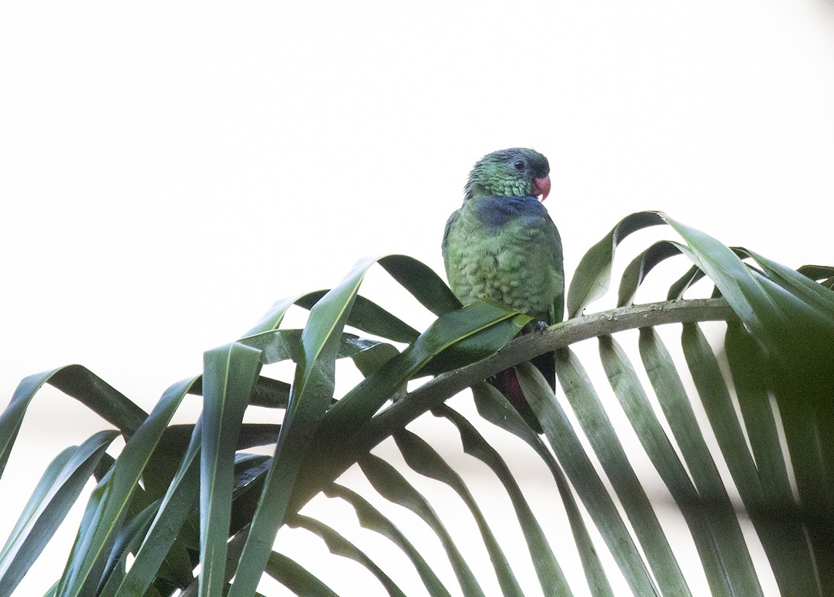 Red-billed Parrot - ML620266047