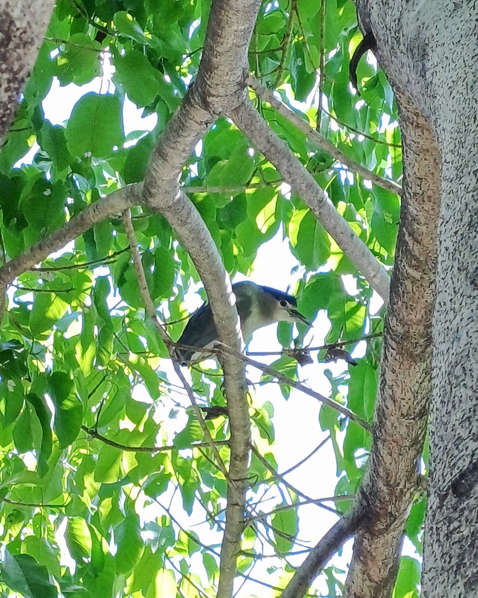 Black-crowned Night Heron - ML620266051