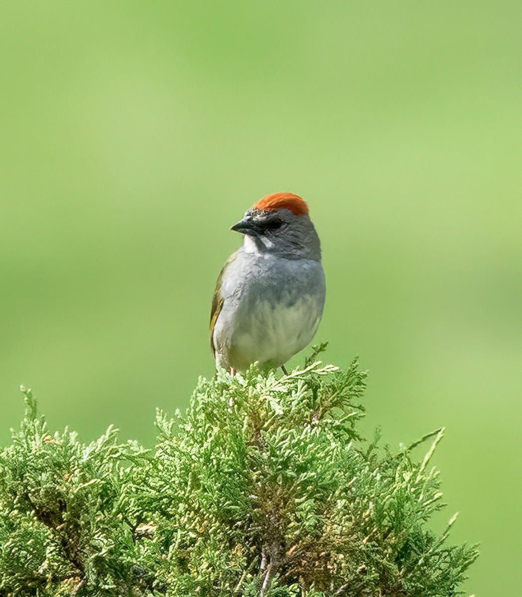 Green-tailed Towhee - ML620266063