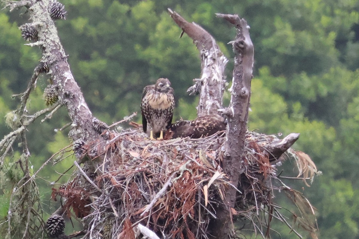 Red-tailed Hawk - ML620266069