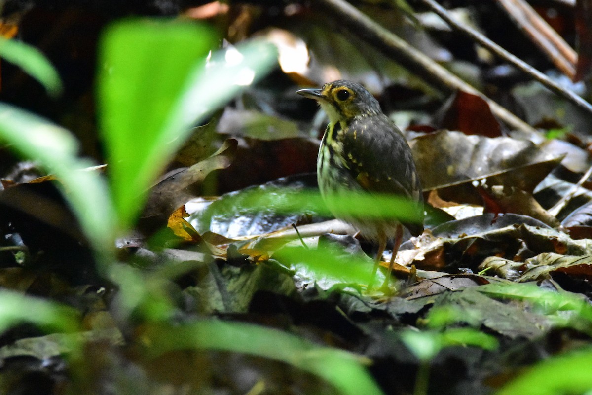 Streak-chested Antpitta - ML620266074