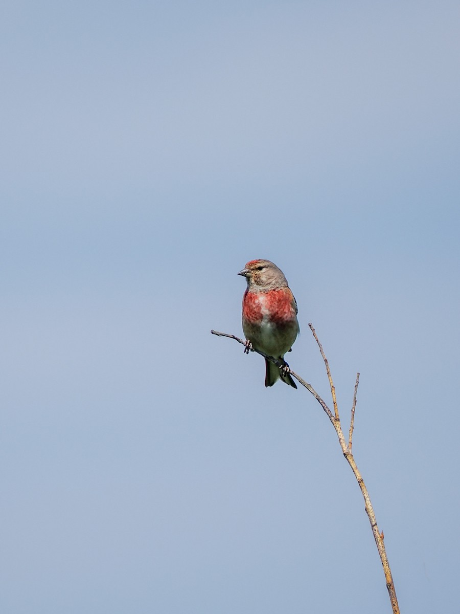 Eurasian Linnet - ML620266076