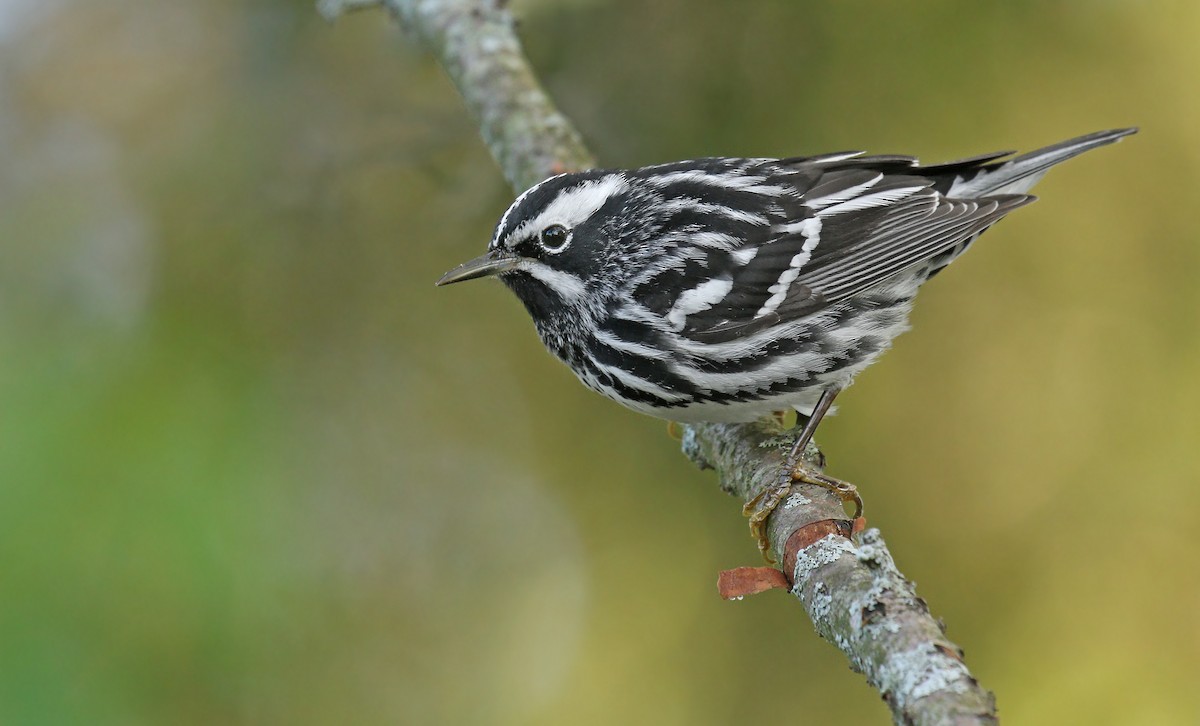 Black-and-white Warbler - ML620266079