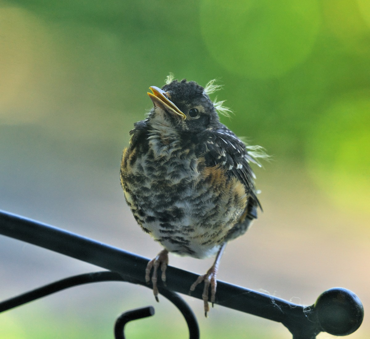 American Robin - ML620266082