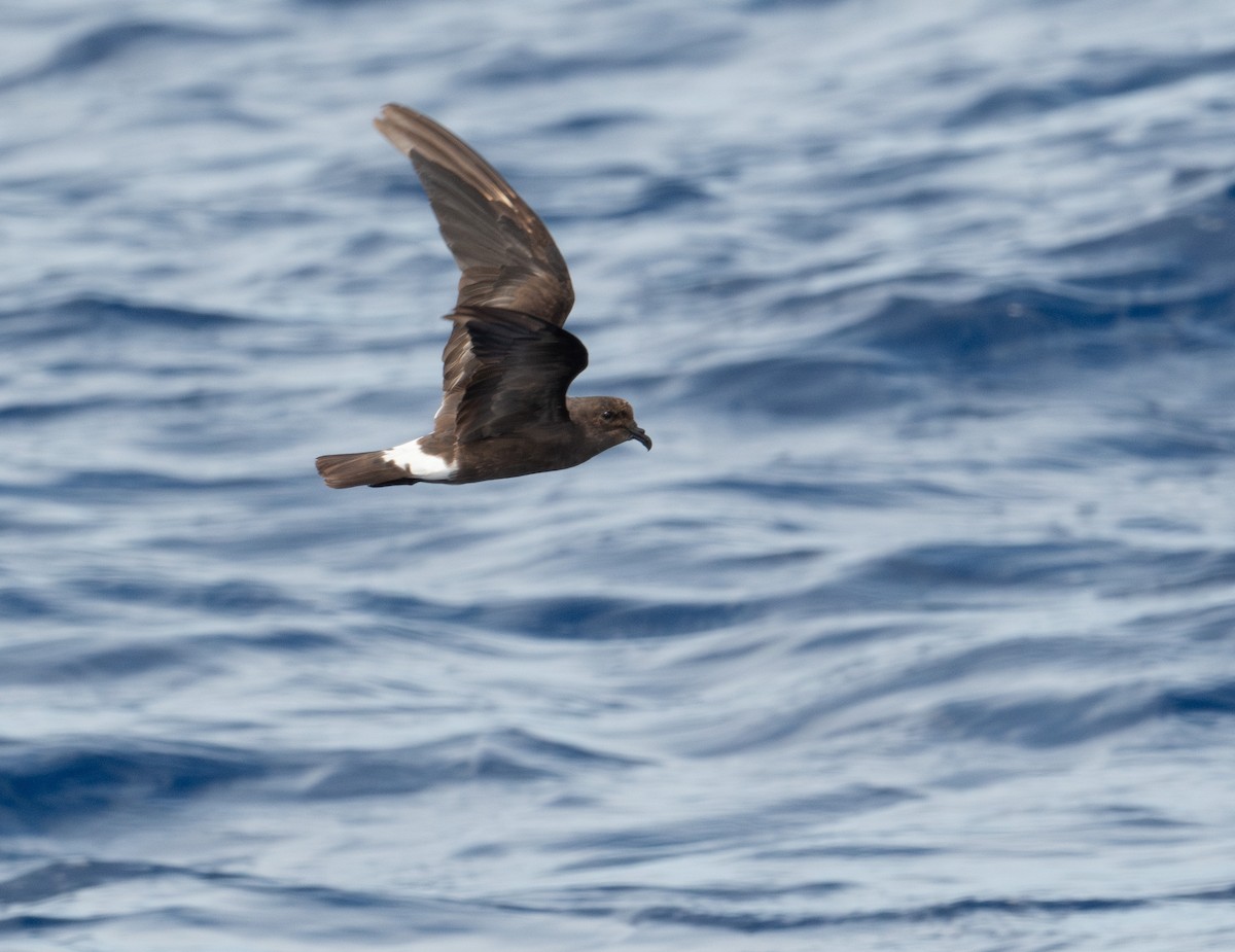 Band-rumped Storm-Petrel (Grant's) - ML620266084