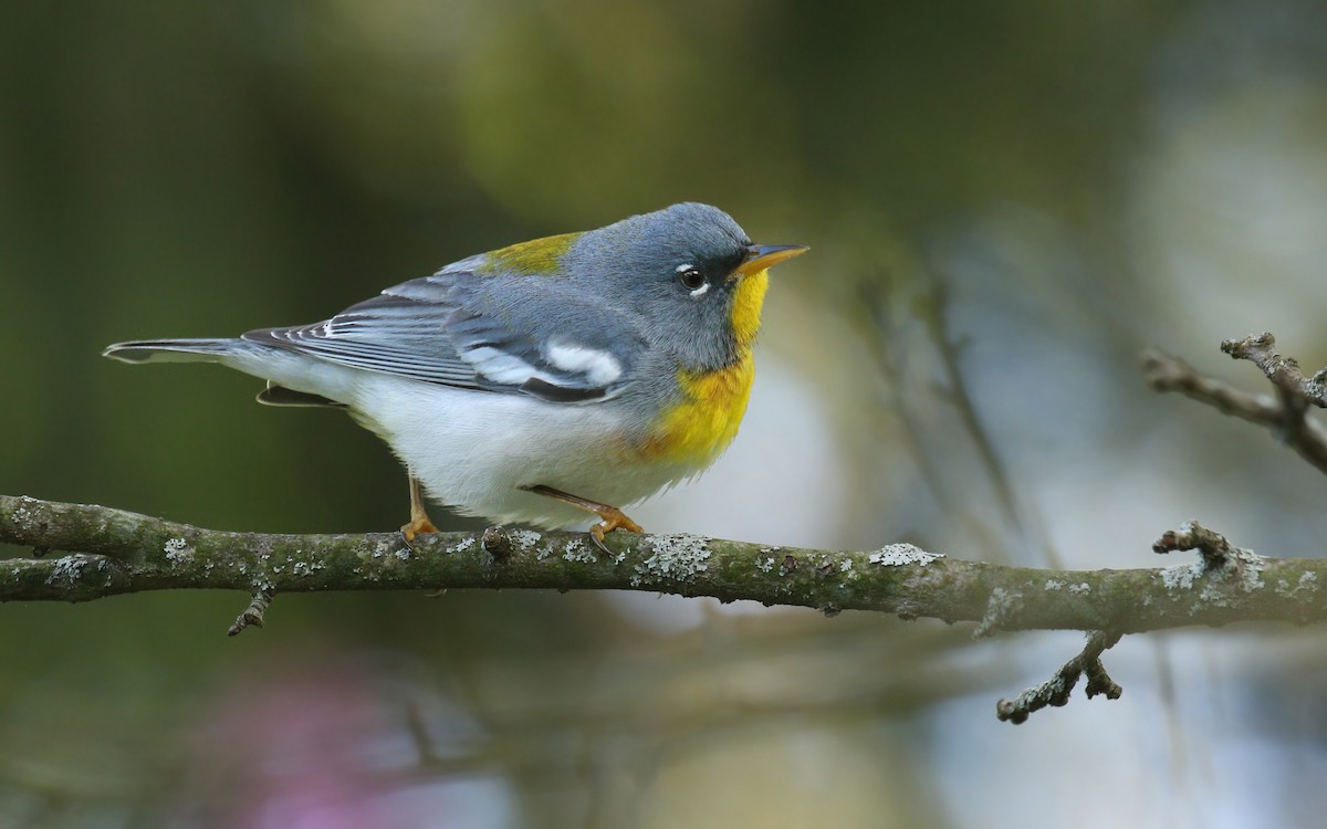 Northern Parula - ML620266090