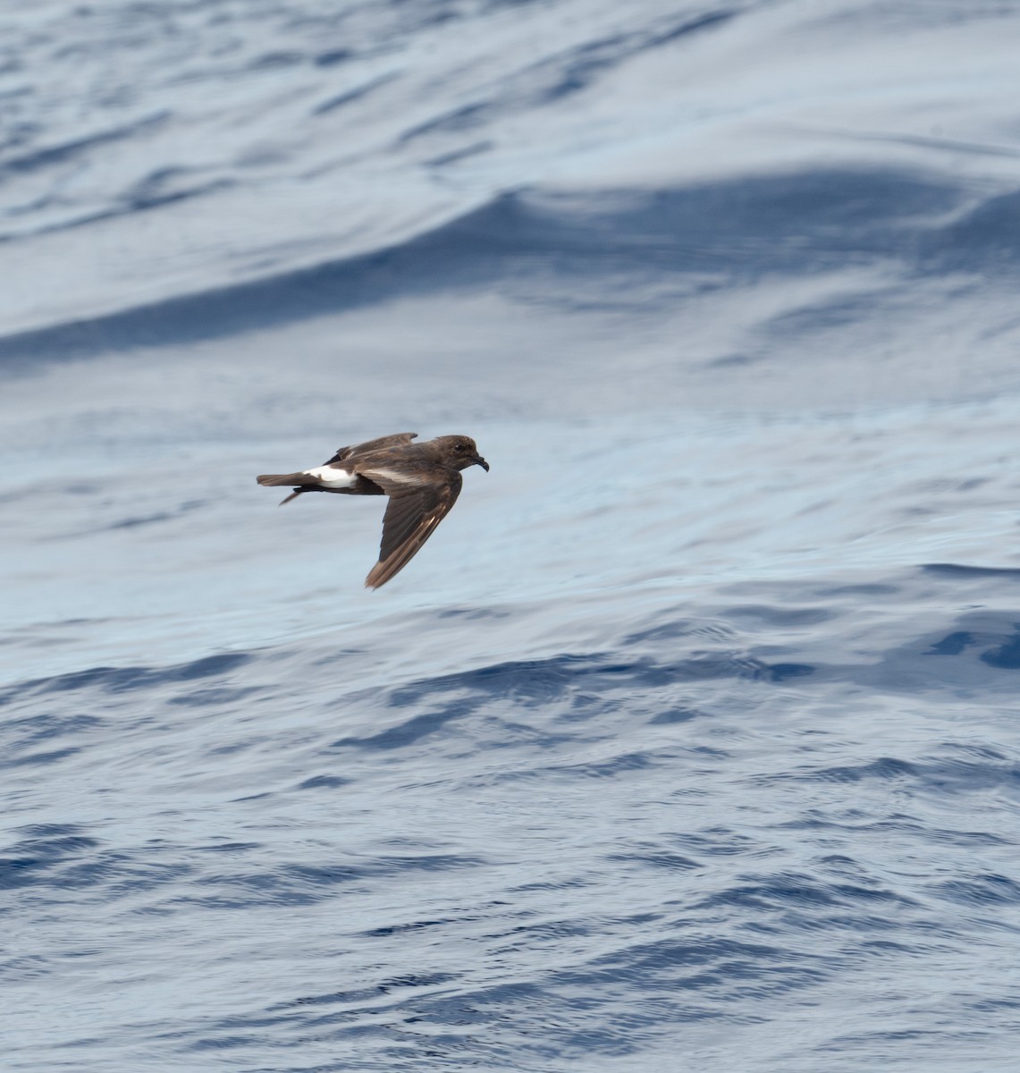 Band-rumped Storm-Petrel (Grant's) - ML620266091