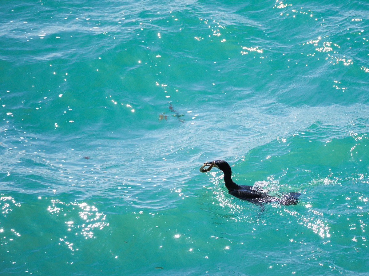 Lesser Black-backed Gull - ML620266093