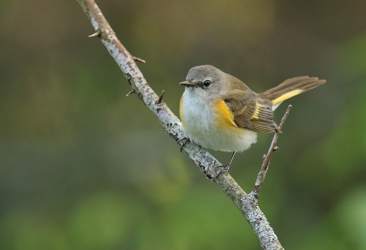 American Redstart - ML620266094