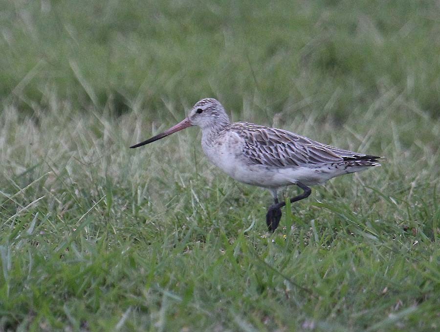 Bar-tailed Godwit - ML620266098