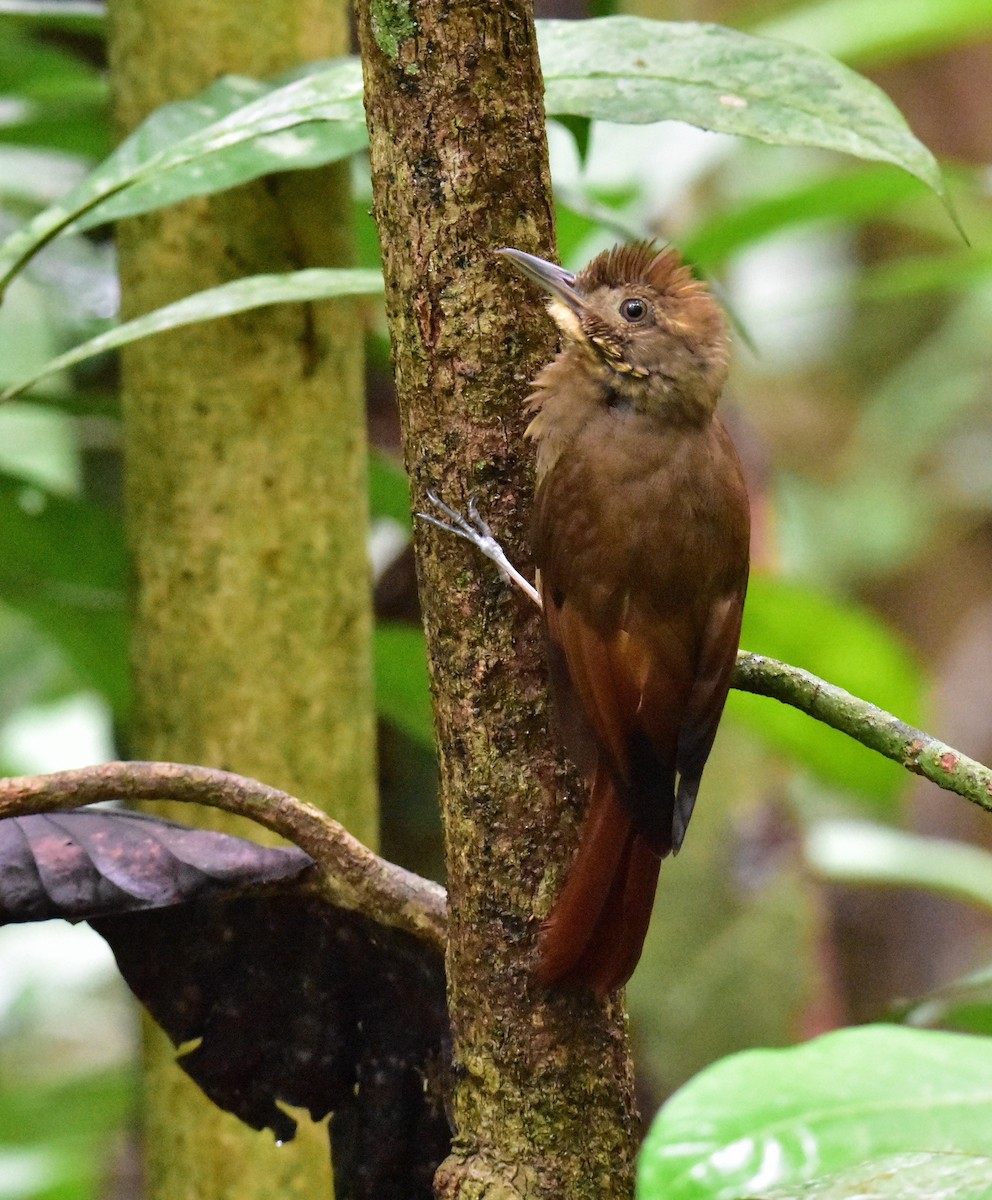 Tawny-winged Woodcreeper - ML620266100