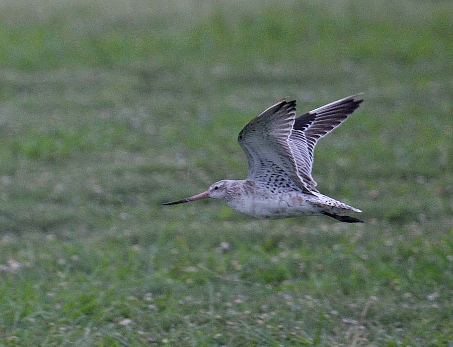 Bar-tailed Godwit - ML620266101