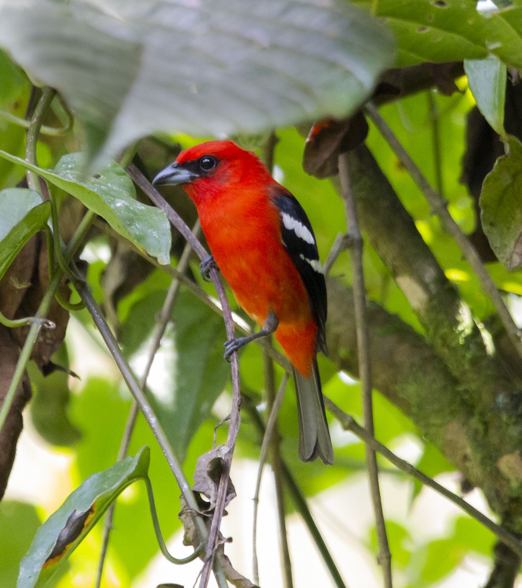 White-winged Tanager - ML620266102