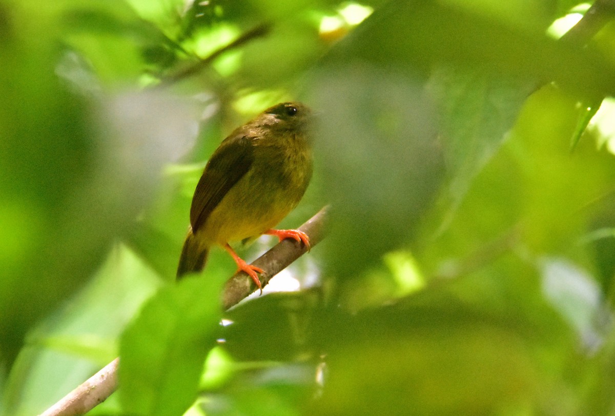 Orange-collared Manakin - ML620266103